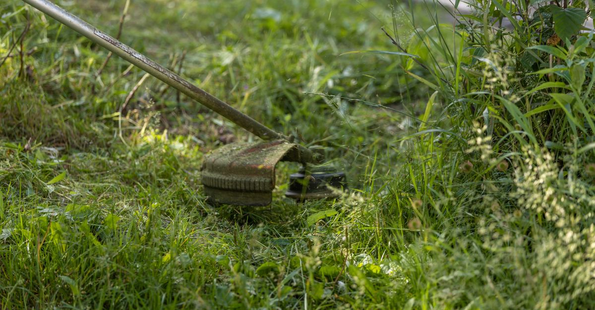 Grass trimmer cutting along a green lawn edge