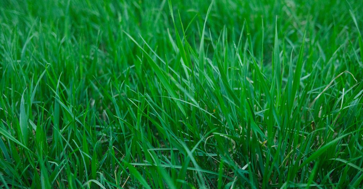 Close-up of healthy green grass blades in a well-maintained lawn